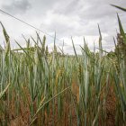Campo de trigo en la provincia.