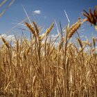 Cereal en un campo soriano.