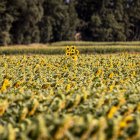 Campo de girasol en la provincia.