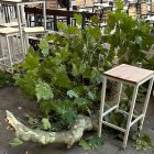 Rama caída entre las banquetas de una terraza en la plaza Herradores de Soria.