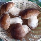 Cesta tradicional con Boletus edulis