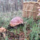 La micología y la artesanía son protagonistas este fin de semana en Pinares.