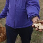 Un setero con una cesta de mimbre recoge setas de cardo.