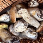 Boletus recolectados en la zona de Pinares esta semana.