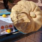 San Esteban de Gormaz disfruta de nuevo de su concurso de calabazas.