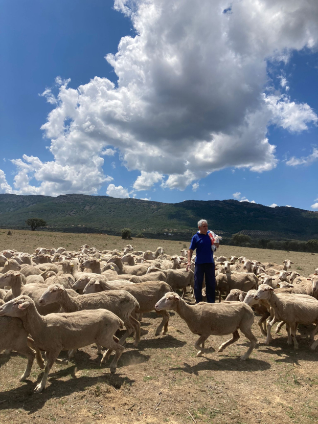 Eduardo del Rincón, ganadero de Soria atrapado en Ciudad Real junto a su familia y un rebaño de 1.000 ovejas. HDS