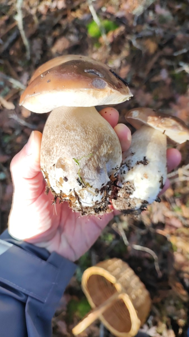 Una pareja de boletus edulis recolectados en Soria en 2022.
