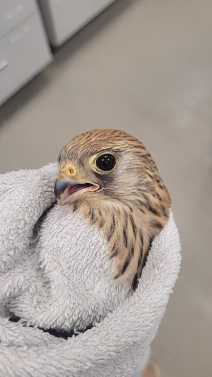 Los agentes medioambientales cuidaron hasta su recuperación a los animales