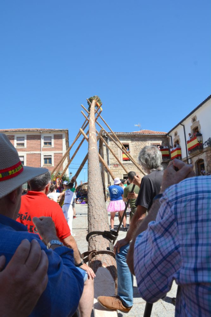 Pingada del Mayo en Vinuesa para iniciar las fiestas de 2023.