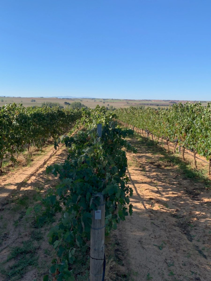 Nueva bodega ubicada en el corazón de la Ribera del Duero soriana