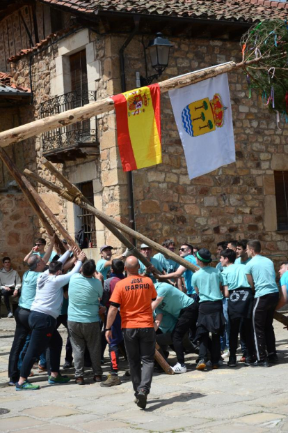 Salduero levanta su pino mayo de 2024, todo un símbolo de la comarca de Pinares.