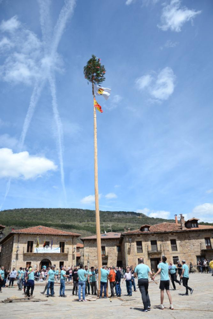 Salduero levanta su pino mayo de 2024, todo un símbolo de la comarca de Pinares.