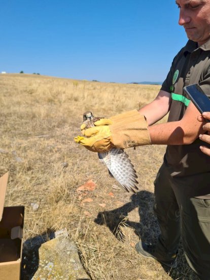Los agentes medioambientales cuidaron hasta su recuperación a los animales