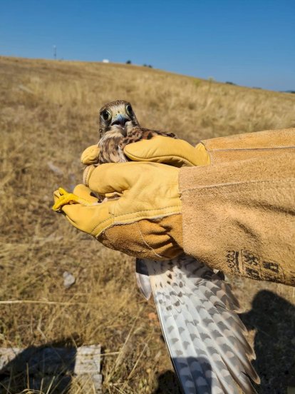 Los agentes medioambientales cuidaron hasta su recuperación a los animales