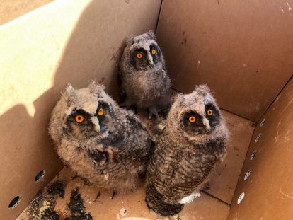 Los agentes medioambientales cuidaron hasta su recuperación a los animales