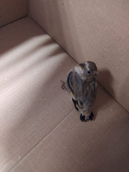 Los agentes medioambientales cuidaron hasta su recuperación a los animales