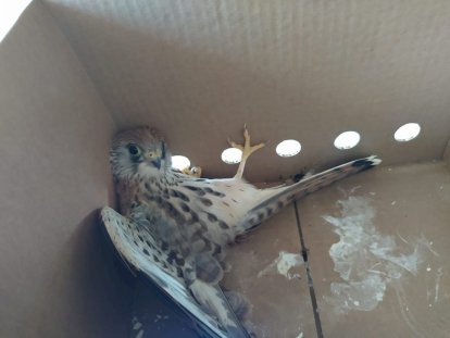Los agentes medioambientales cuidaron hasta su recuperación a los animales