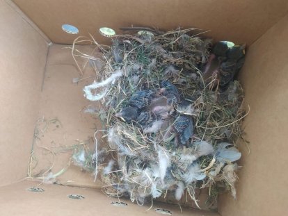 Los agentes medioambientales cuidaron hasta su recuperación a los animales