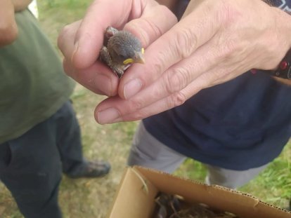 Los agentes medioambientales cuidaron hasta su recuperación a los animales