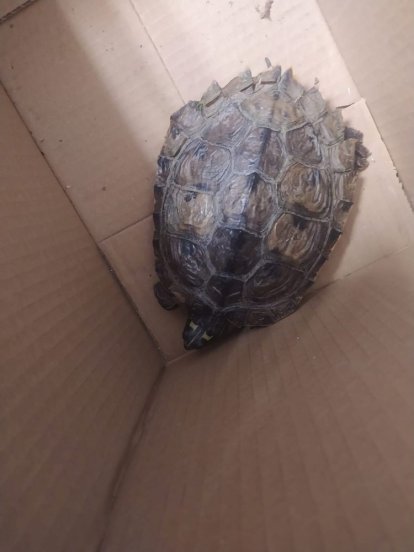 Los agentes medioambientales cuidaron hasta su recuperación a los animales