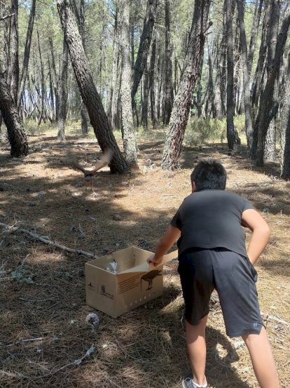 Los agentes medioambientales cuidaron hasta su recuperación a los animales