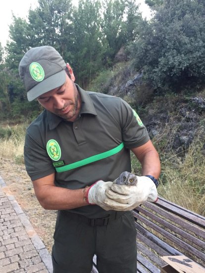 Los agentes medioambientales cuidaron hasta su recuperación a los animales