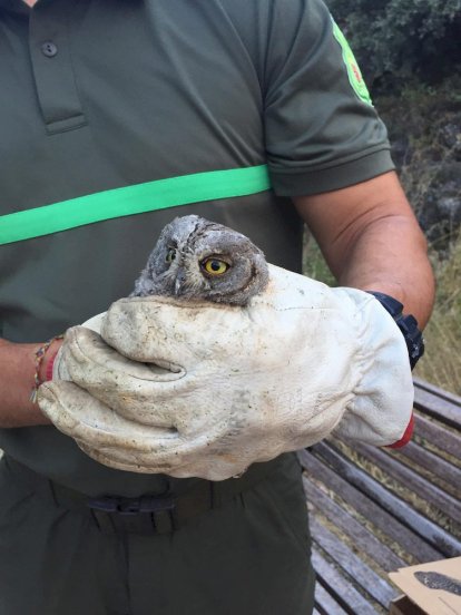 Los agentes medioambientales cuidaron hasta su recuperación a los animales