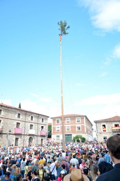 La pingada del mayo de Vinuesa da el pistoletazo de salida a sus fiestas de la Virgen del Pino y San Roque 2024.