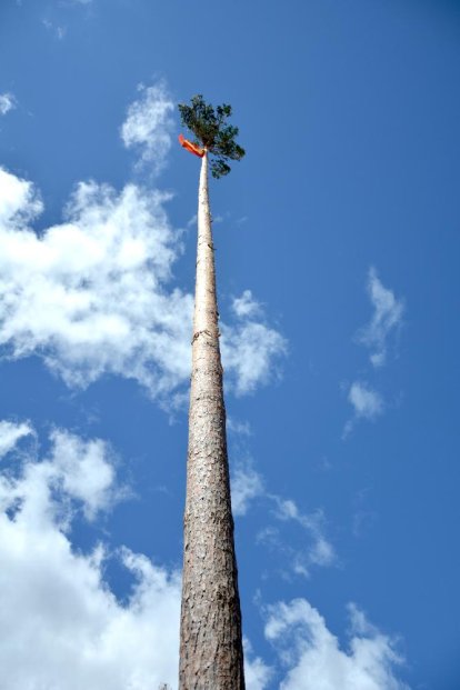 La pingada del mayo de Vinuesa da el pistoletazo de salida a sus fiestas de la Virgen del Pino y San Roque 2024.