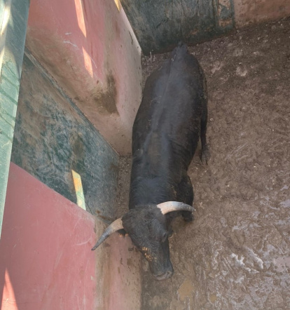 Los toros llegarán este sábado a los corrales de Cañada Honda.-HDS