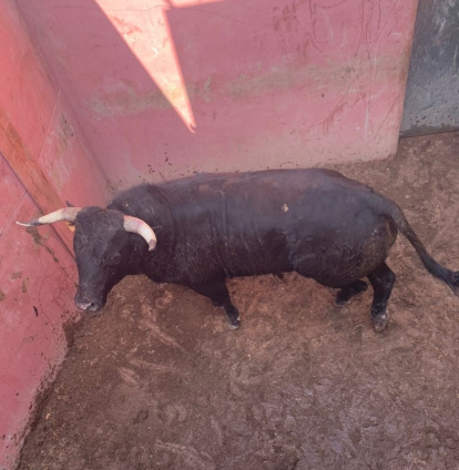 Los toros llegarán este sábado a los corrales de Cañada Honda.-HDS