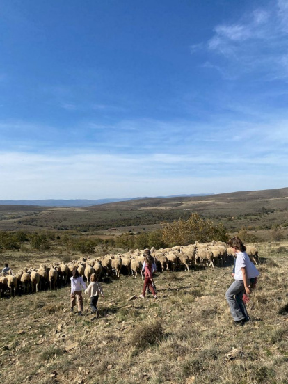 Las fotos de la jornada de la trashumancia en Castilfrío (6)