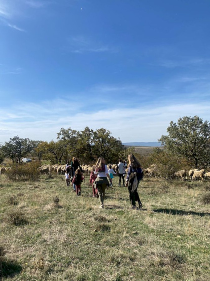 Las fotos de la jornada de la trashumancia en Castilfrío (7)