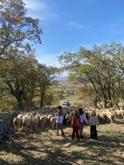 Las fotos de la jornada de la trashumancia en Castilfrío (18)