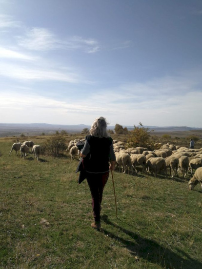 Las fotos de la jornada de la trashumancia en Castilfrío (42)