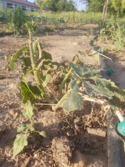 Daños en campos de Berlanga de Duero tras las recientes tormentas. HDS