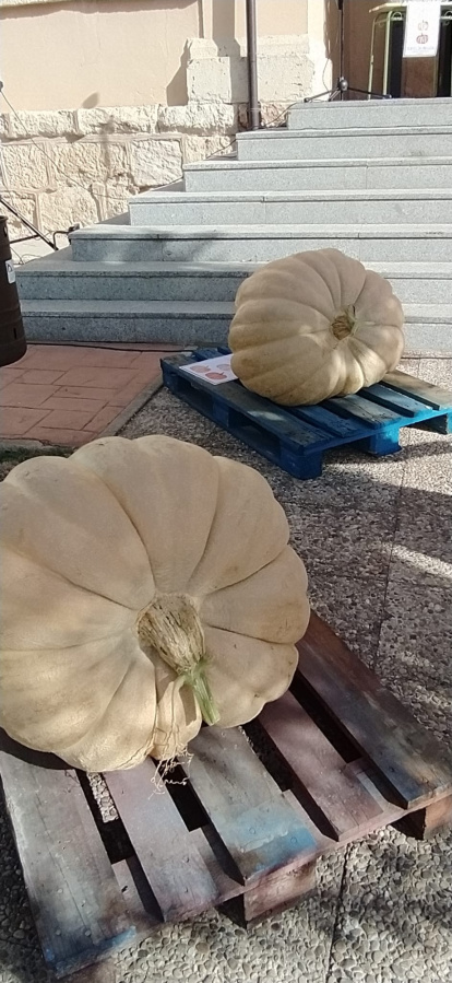 Concurso de calabazas en San Esteban.-A. H.