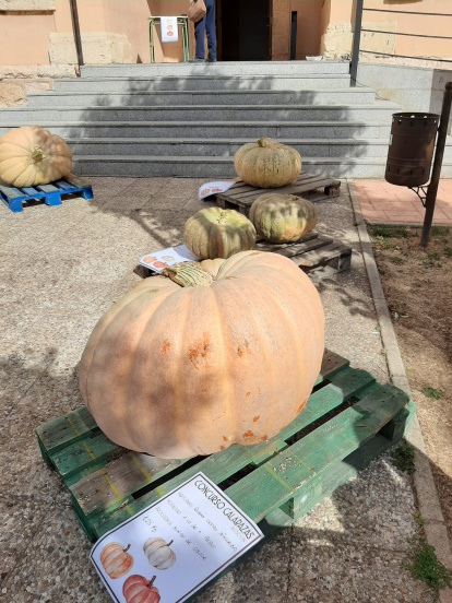 Concurso de calabazas en San Esteban.-A. H.
