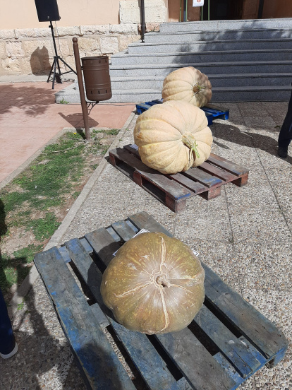 Concurso de calabazas en San Esteban.-A. H.