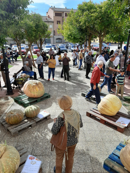Concurso de calabazas en San Esteban.-A. H.