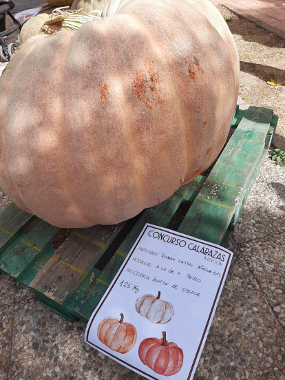 Concurso de calabazas en San Esteban.-A. H.