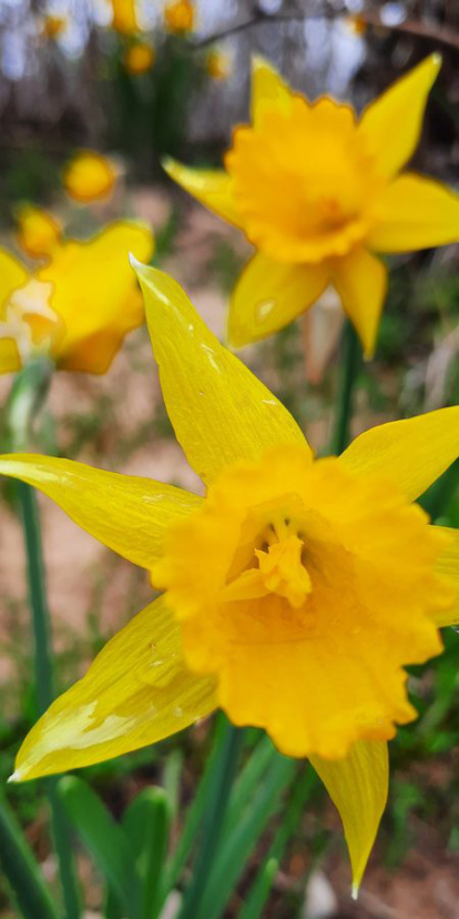 Narcisos en el abedular de La Cuba. NURIA MATEOS