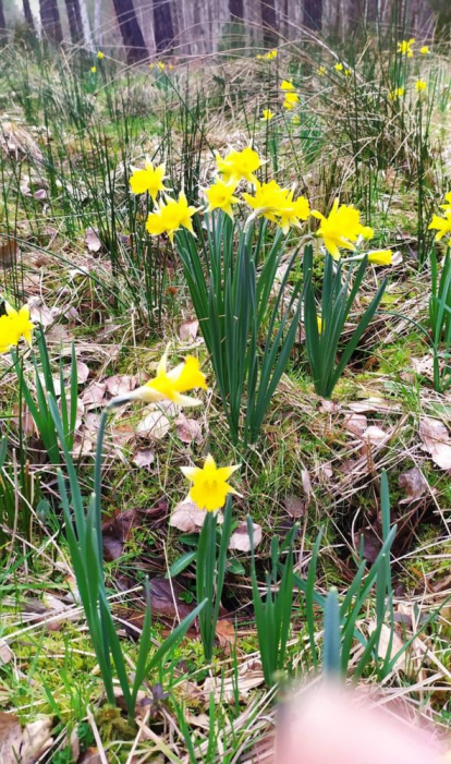 Narcisos en el abedular de La Cuba. HDS (1)