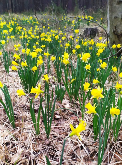 Narcisos en el abedular de La Cuba. HDS (2)