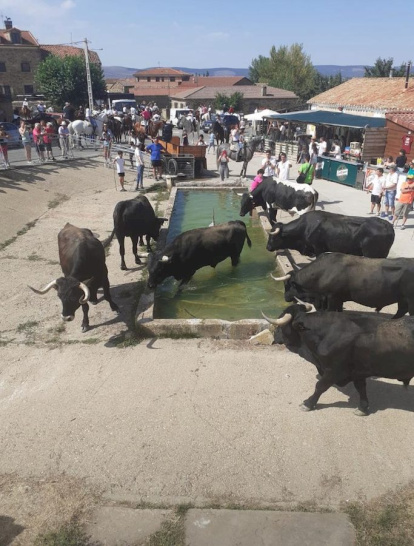 Trashumancia en Gallinero