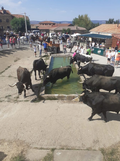 Trashumancia en Gallinero