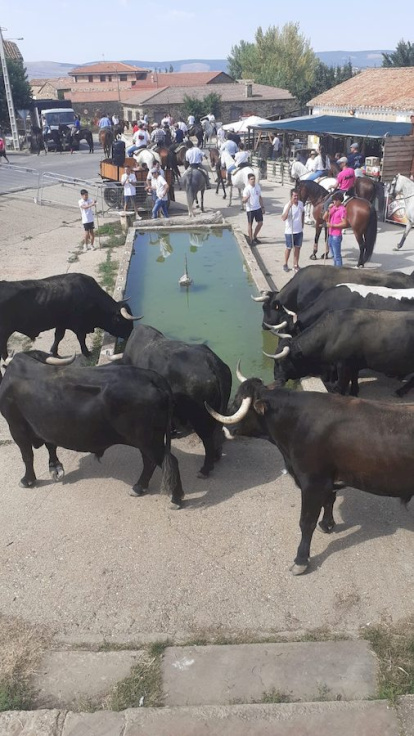 Trashumancia en Gallinero