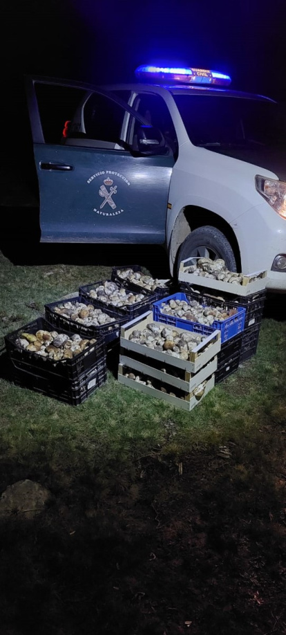 Parte de los boletus incautados en Soria.