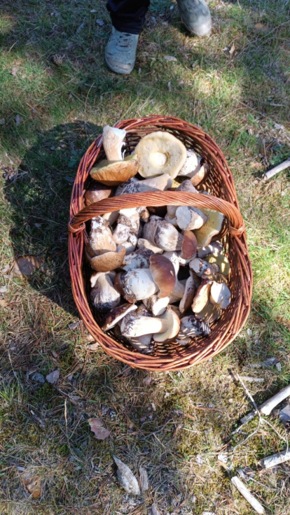 Una buena cesta de boletus en Soria durante el primer brote del otoño de 2023.