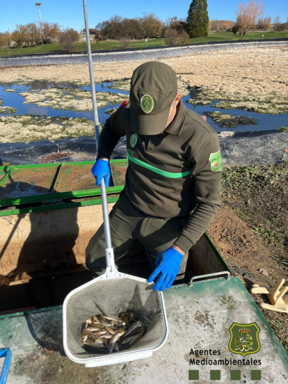 Un agente medioambiental de Soria durante el rescate de las bermejuelas.
